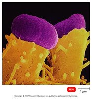 EHEC resting on pedestal-like projections in the intestine