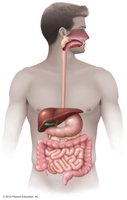 Diagram of the human digestive system