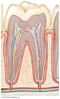 Diagram of a healthy human tooth