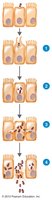 Shigella invasion of intestinal epithelial cells