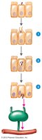 Salmonella invasion of intestinal epithelial cells and possible entry into bloodstream