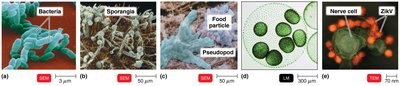 Examples of different types of microorganisms