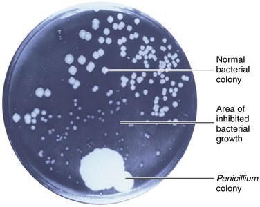 Penicillium inhibiting bacterial growth