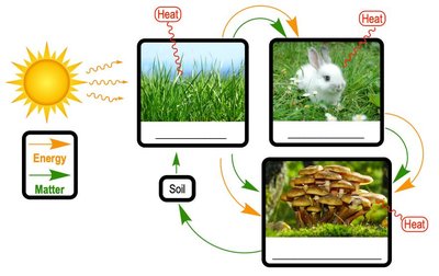 Diagram of energy flow from sun to producers, consumers, and decomposers