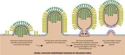 Bacteriophage structure