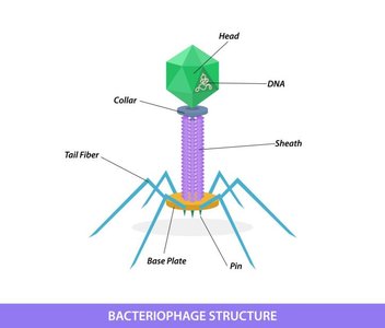 Types of viruses: helical, polyhedral, spherical, complex