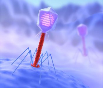 Bacteriophage adsorption to host cell