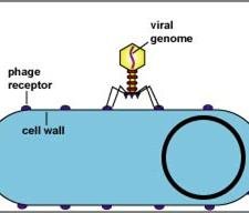 Bacteriophage penetration of host cell