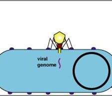 Bacteriophage replication and assembly