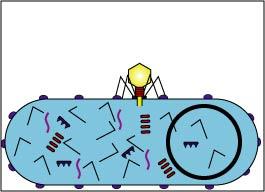 Bacteriophage lytic cycle