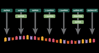 Baltimore classification system of viruses