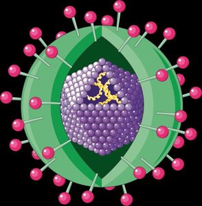 Types of viral genomes