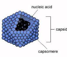 Capsid, capsomere, and nucleic acid structure