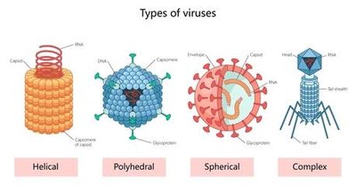 Helical virus structure