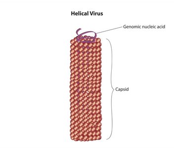 Icosahedral virus structure