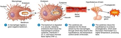 Endotoxins and the pyrogenic response: steps leading to fever