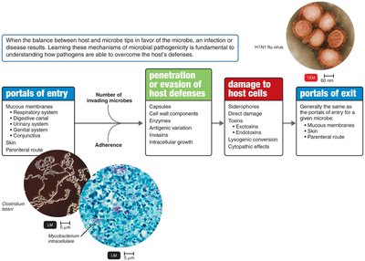 Overview of microbial mechanisms of pathogenicity, including portals of entry, evasion of host defenses, damage to host cells, and portals of exit