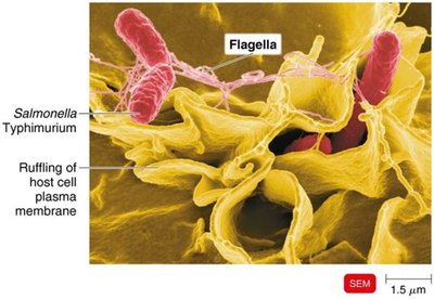 Salmonella entering intestinal epithelial cells via membrane ruffling