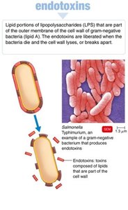 Endotoxins: lipid portions of LPS released from gram-negative bacteria