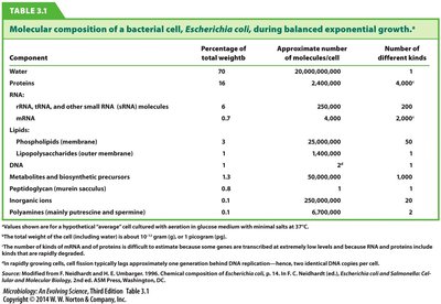 Molecular composition of E. coli during exponential growth