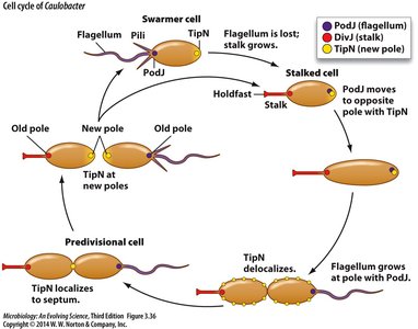 Cell cycle of Caulobacter