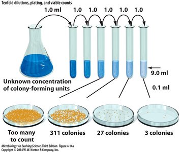 Viable plate counts and serial dilution
