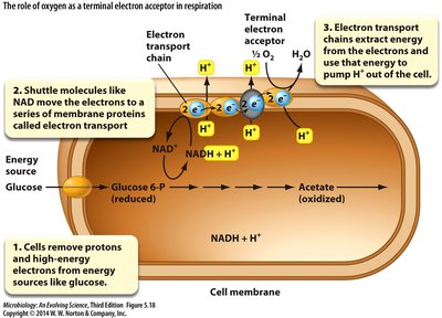 Role of oxygen in respiration