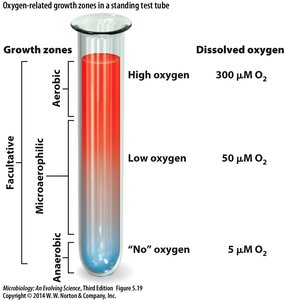 Oxygen-related growth zones in a test tube