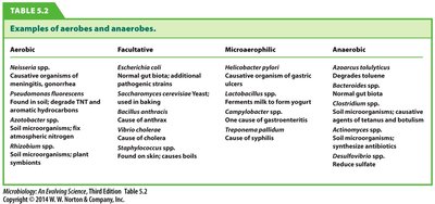 Examples of aerobes and anaerobes