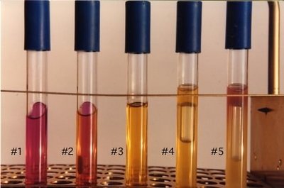 Fermentation tubes showing acid and gas production