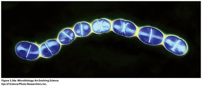 Chain of dividing bacterial cells