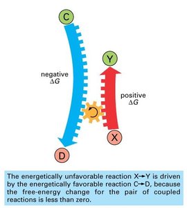 Coupled reactions: sequential siphon