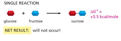 Activated carrier molecules