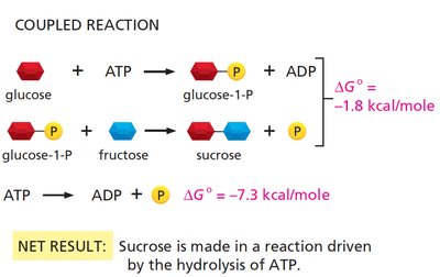 Coupled reaction: energetically unfavorable driven by favorable