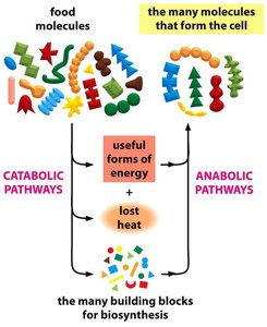 Photosynthetic organisms get energy from the sun; animals from other carbon sources