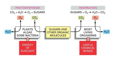 Complementary processes: photosynthesis and respiration