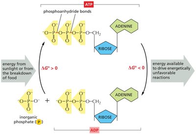 ATP as a carrier of high-energy phosphates
