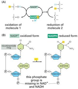 NADPH as a carrier of high-energy electrons