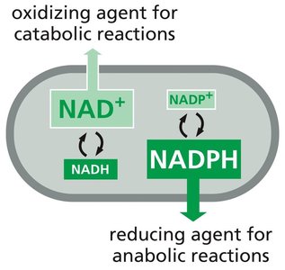 Reduced organic compounds yield more energy for chemical work