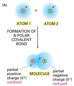 Oxidation and reduction: formation of polar covalent bonds