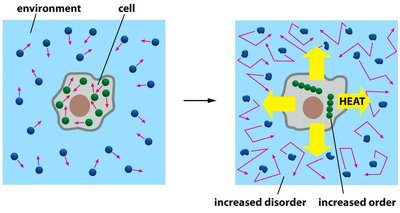 Cell increases order internally while increasing disorder in the environment via heat release