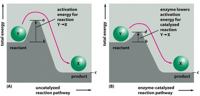 Enzymes supply the boost for reactions
