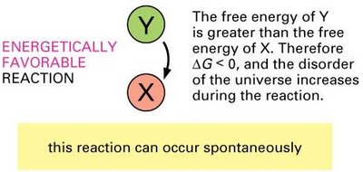 Energetically favorable reaction: ΔG < 0