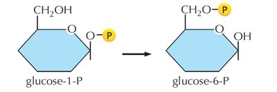 Conversion of glucose-1-P to glucose-6-P