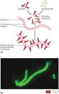 Immunofluorescence