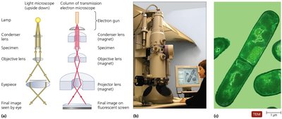 Transmission electron microscope (TEM)
