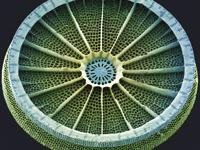 SEM image