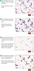 Gram staining procedure