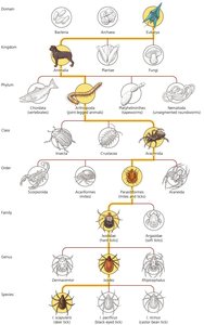 Levels in a taxonomic scheme