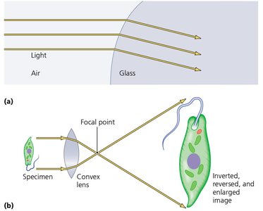 Light refraction and image magnification by a convex lens